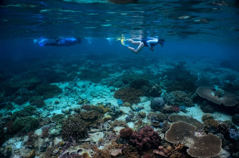 Night Snorkeling at Maafushi reef