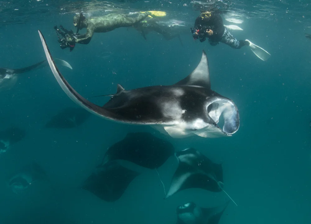 Manta Ray Snorkeling at Hanifaru Bay