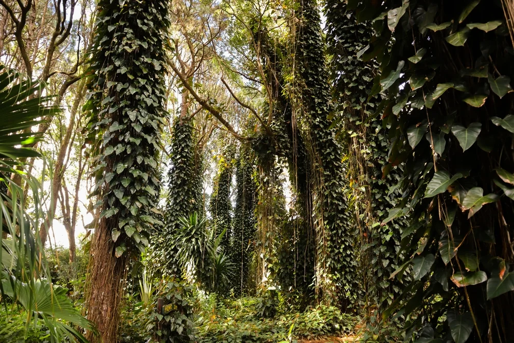 Sophie Nature Walk