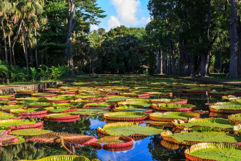 Pamplemousses Botanical Garden