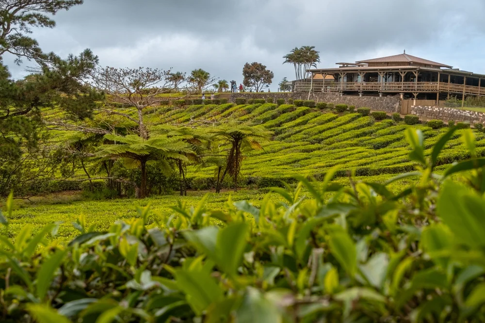 Tour a Tea Factory at Bois Chéri