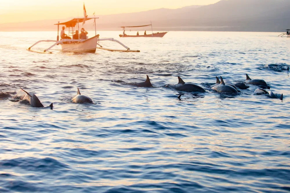 Go Dolphin Watching at Tamarin Bay 
