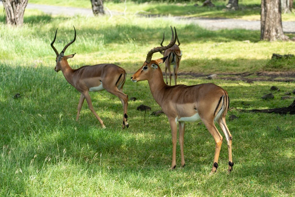 Visit Casela Nature Park