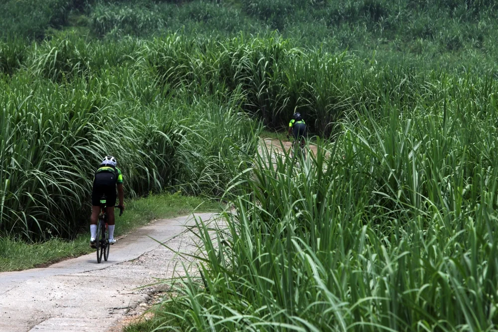 Cycling through Sugarcane Fields