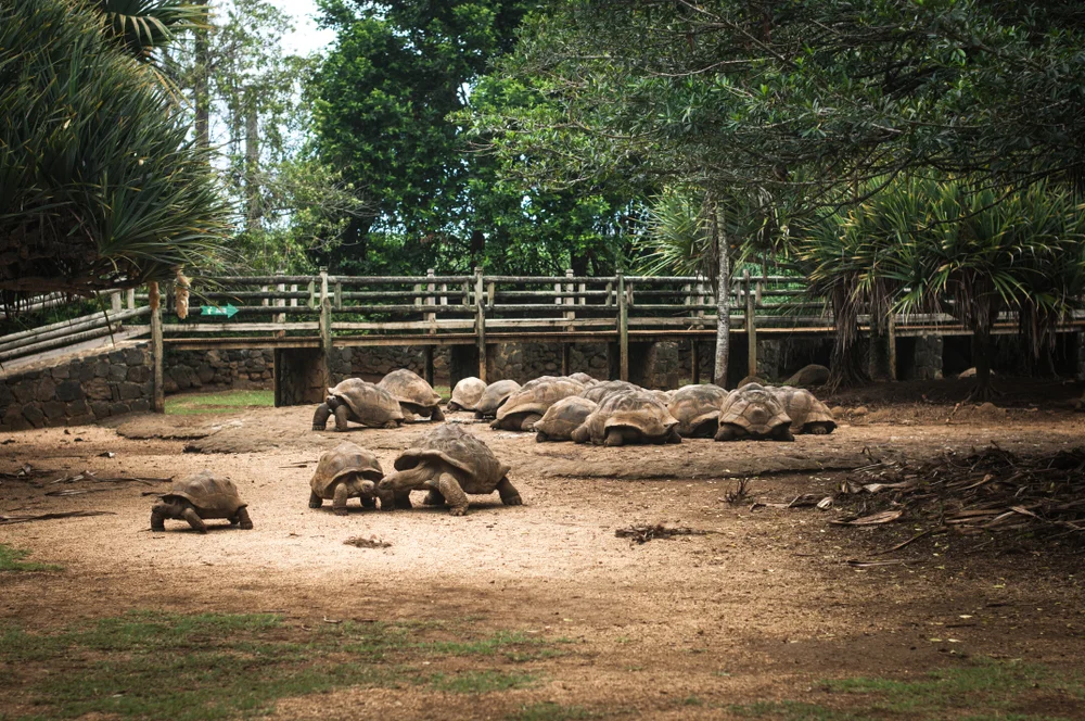 Meet Turtles at La Vanille Nature Park