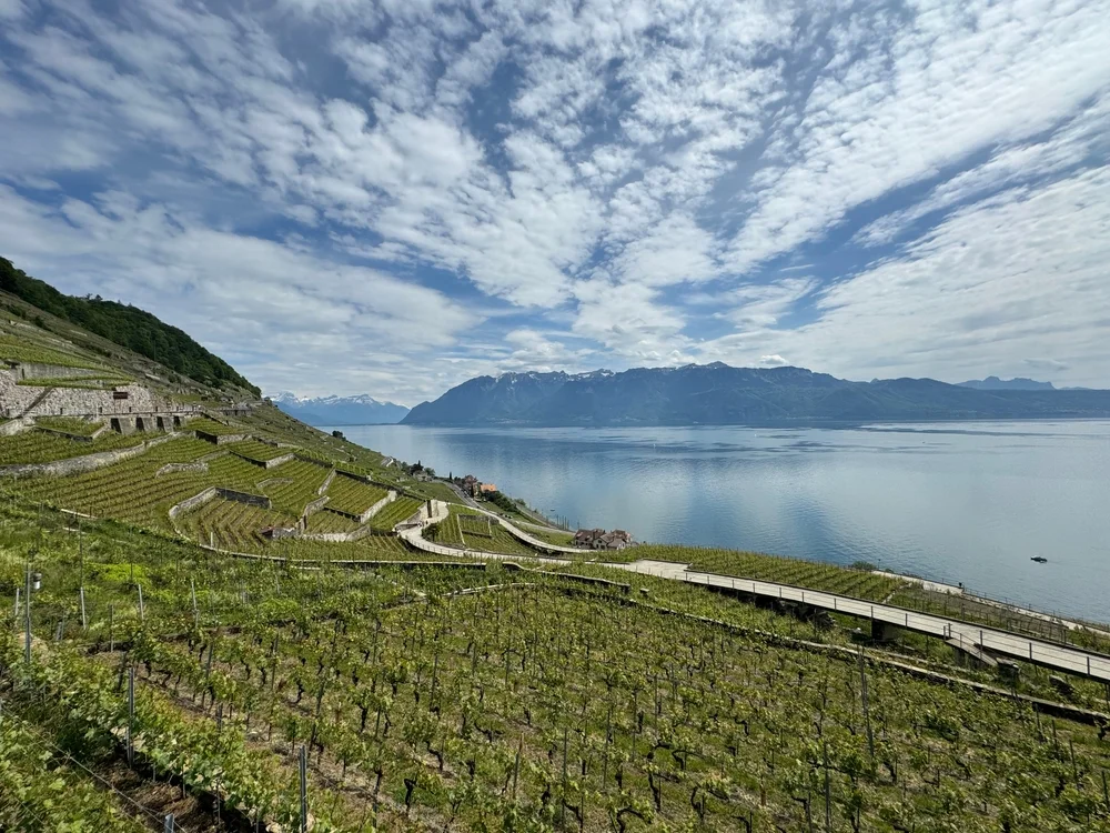 Lavaux Vineyards
