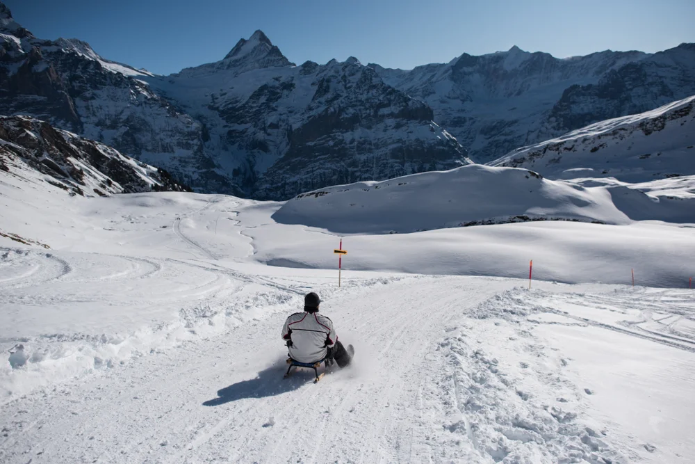 Tobogganing Adventures