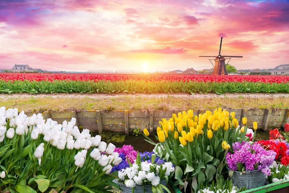 See the Tulip Fields in Netherlands