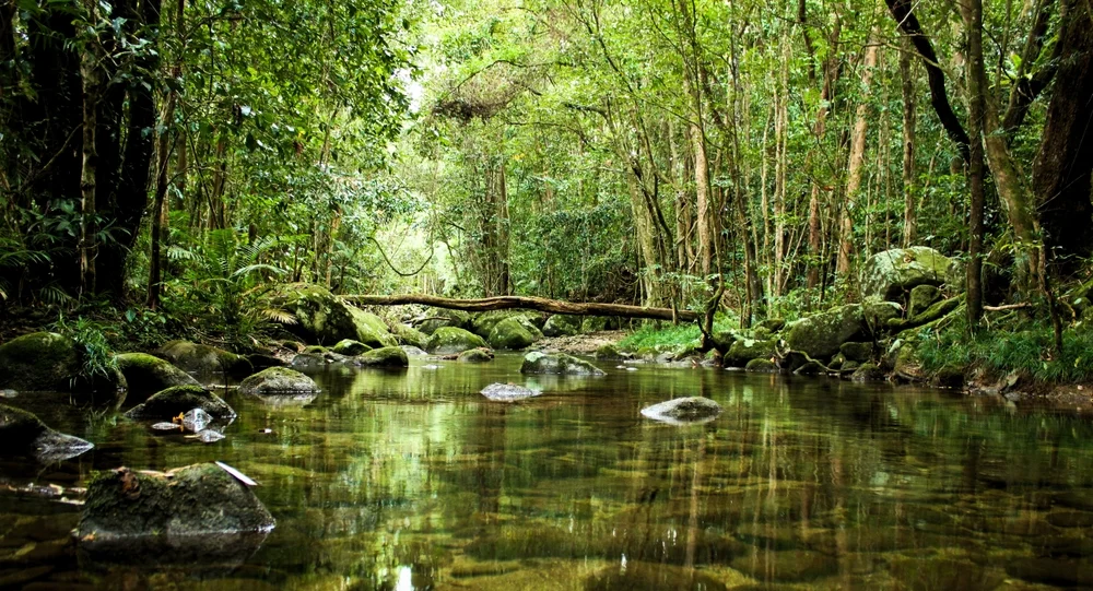 Daintree Rainforest