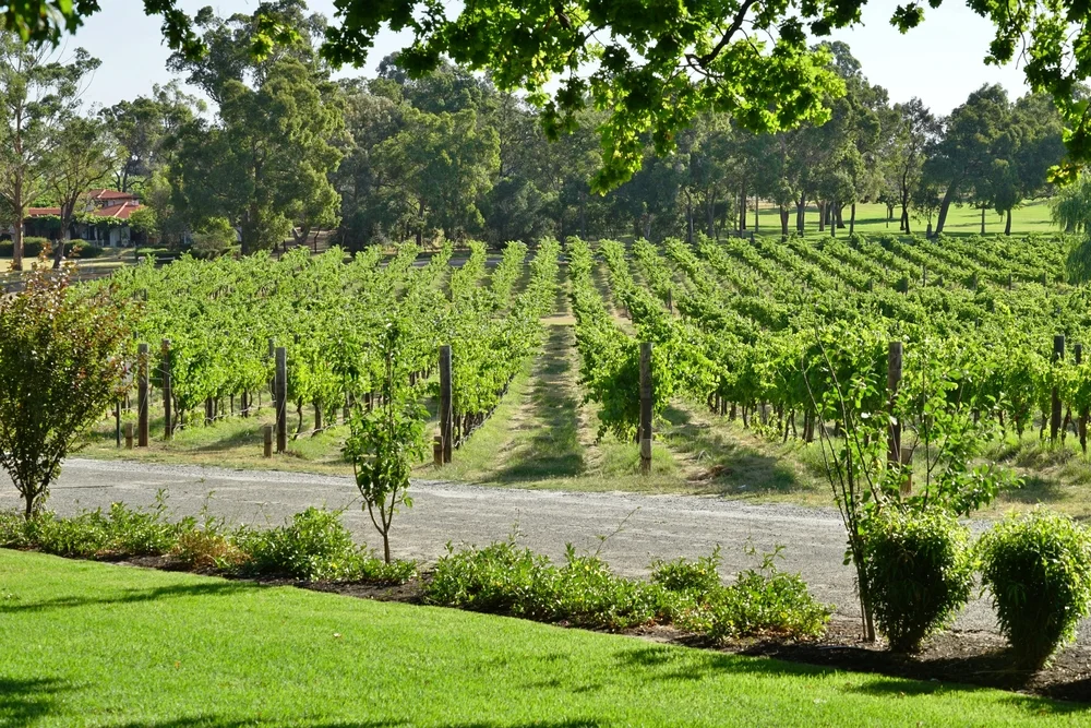 Swan Valley Wine Region