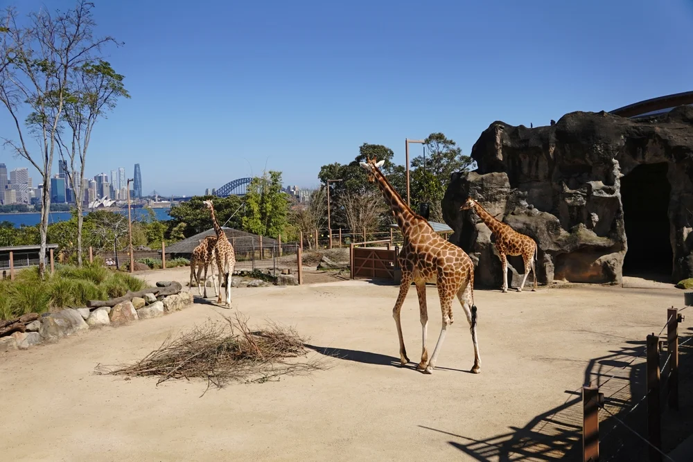  Taronga Zoo