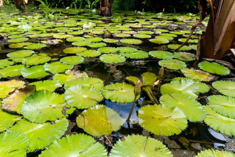 Discover the Seychelles National Botanical Gardens