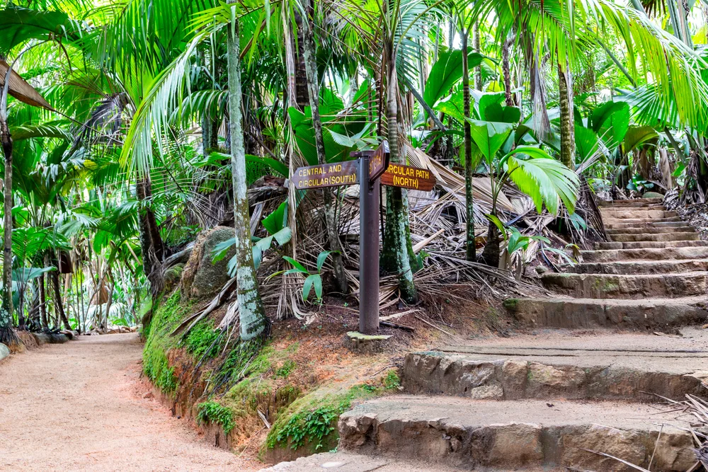  Exploring Vallée de Mai Nature Reserve