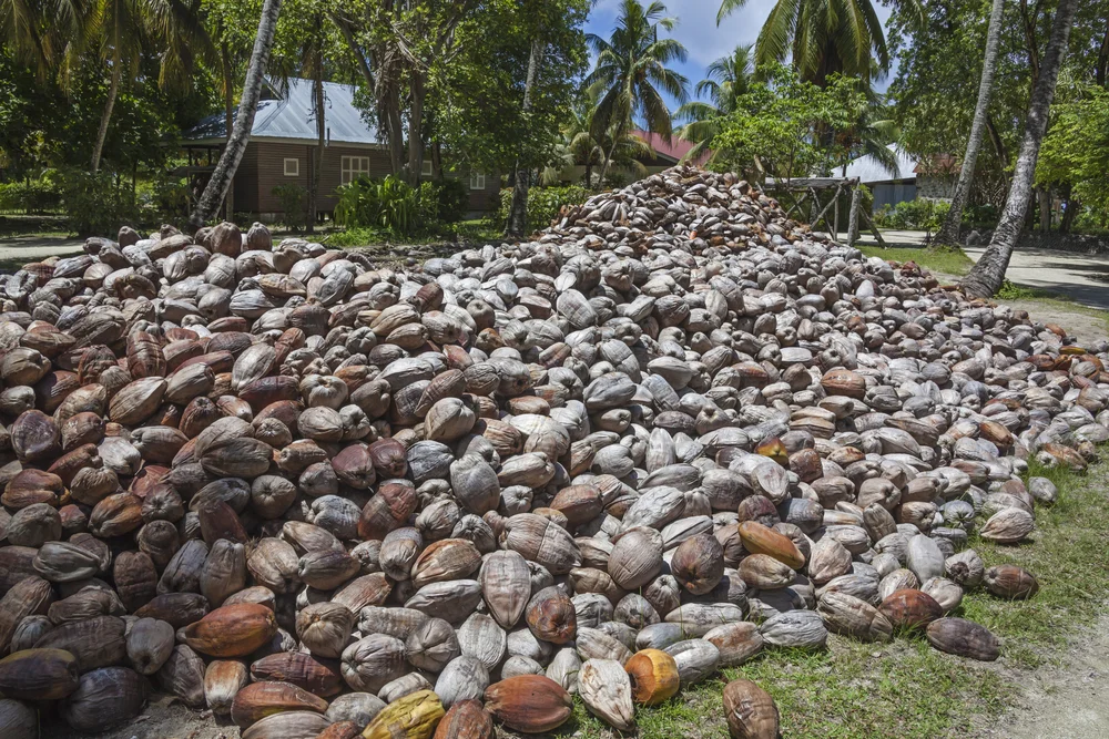 Learn About Traditional Copra Production