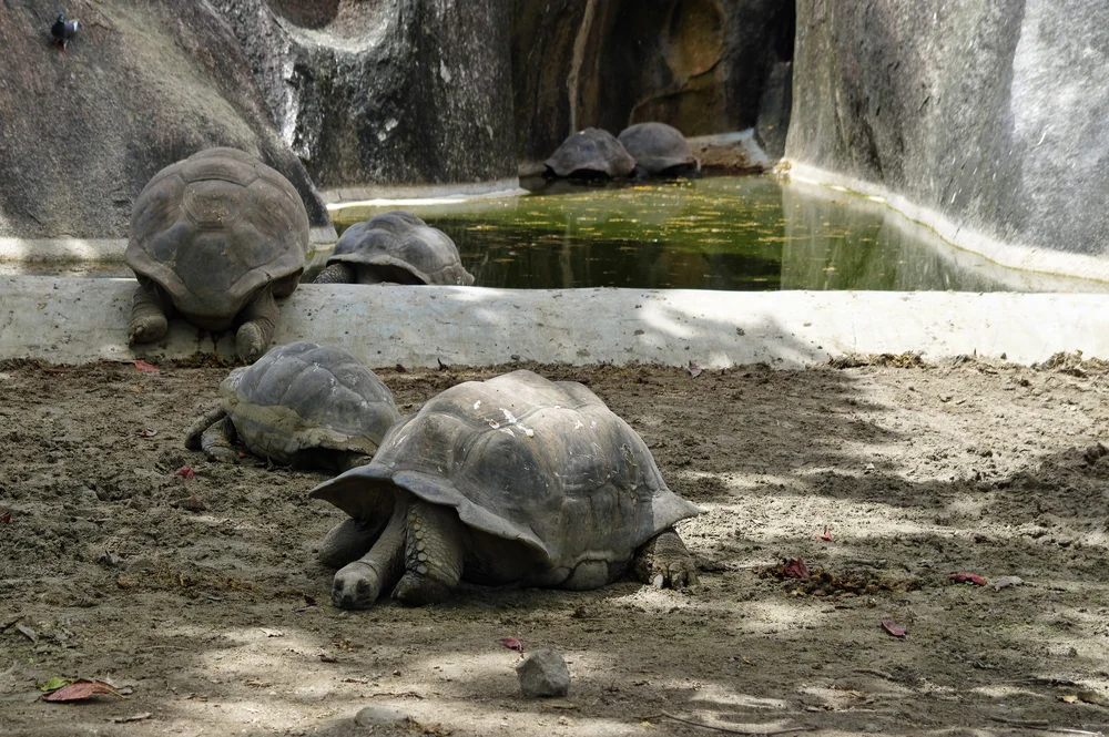  Visit the Giant Tortoise Enclosure at L'Union Estate