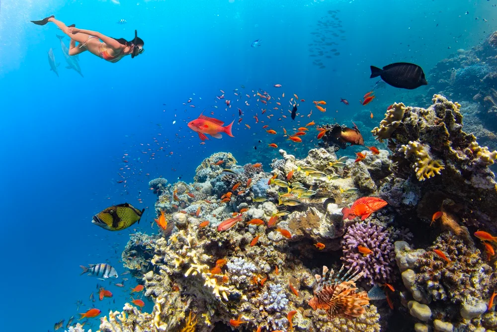 Snorkelling in Coral Reefs and Marine Parks