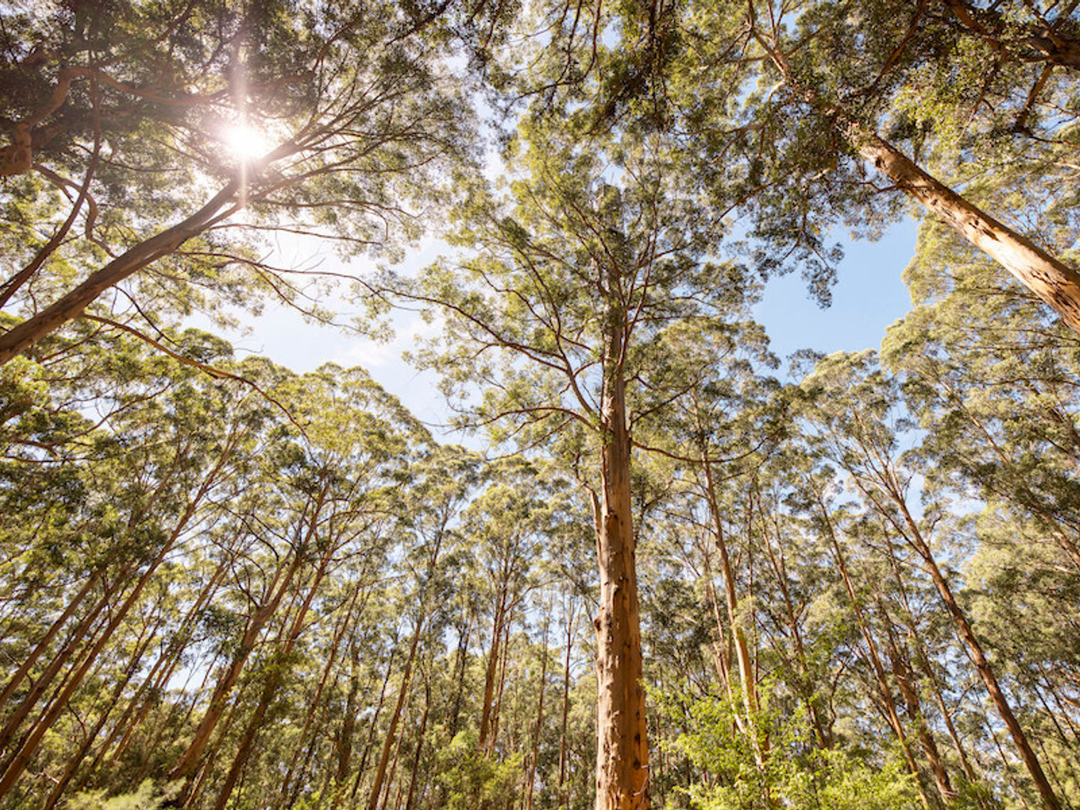 Karri Trees Western Australia