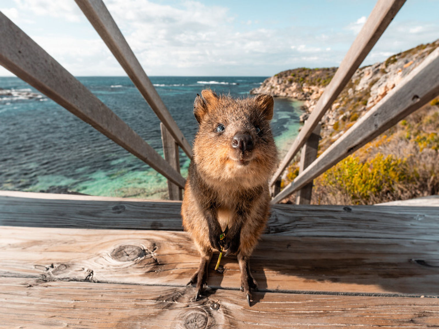Ein Wombat mit dem Meer und einem Hügel im Hintergrund