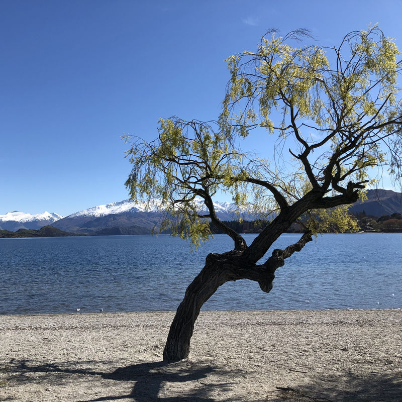 Een eenzame boom in het meer van Wanaka met besneeuwde bergtoppen in de verte