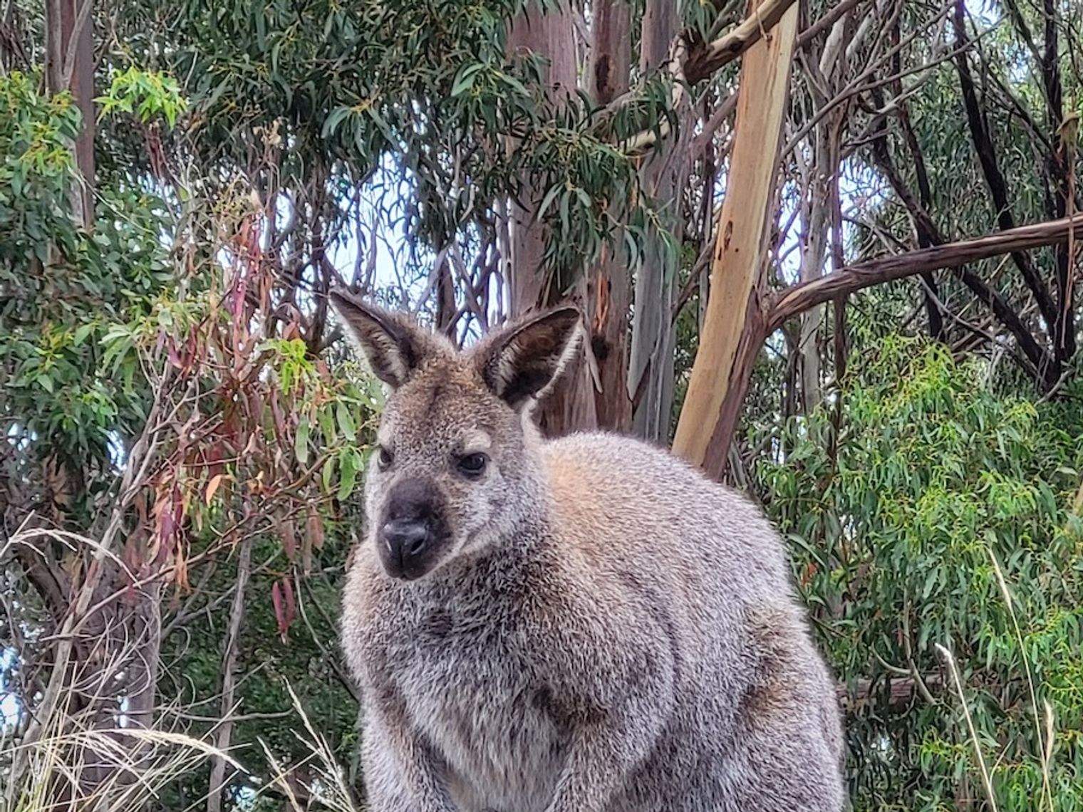 Känguru im Wald