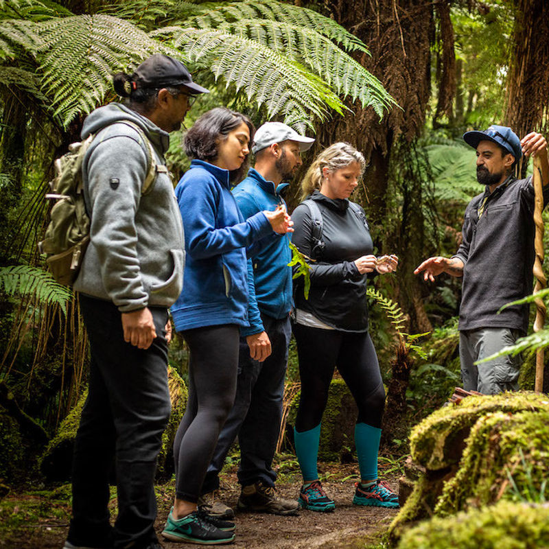 Regenwald Maori Tour