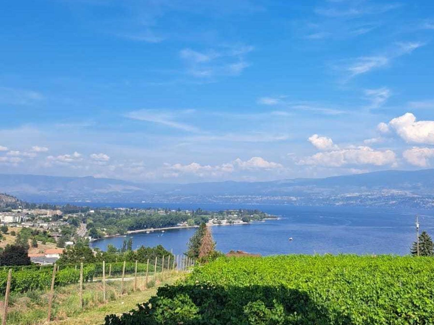 can - De wijngaarden bij Kelowna