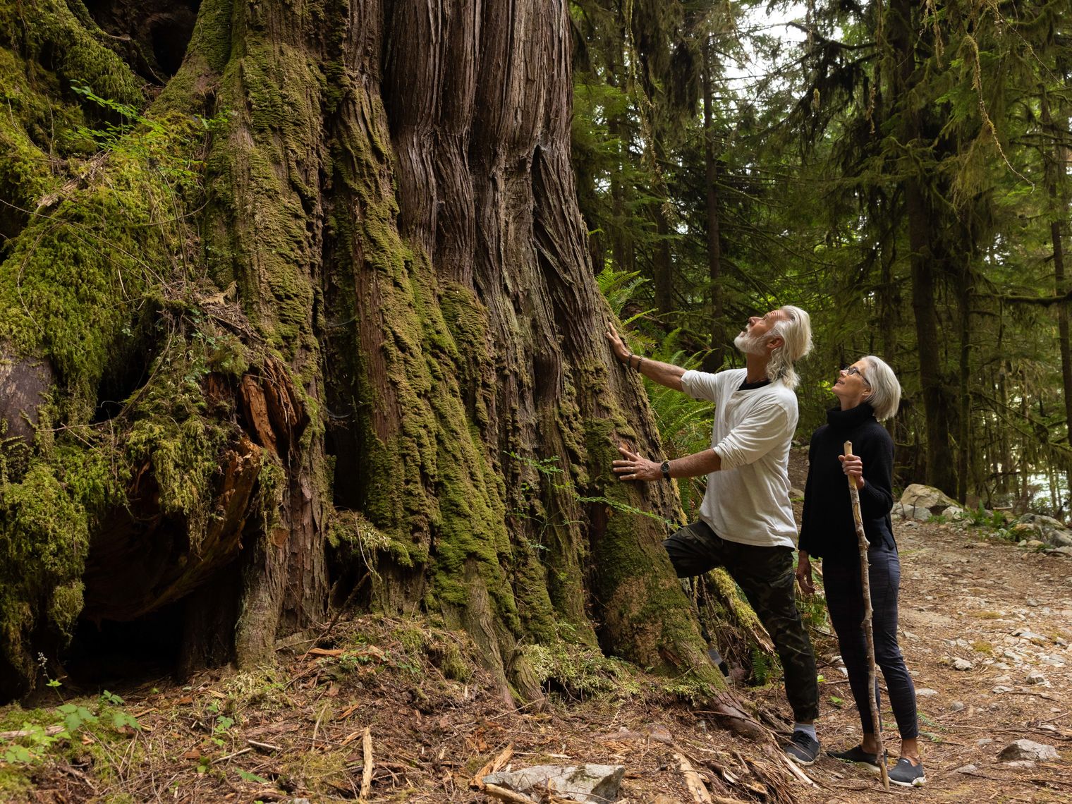 Zwei Menschen in einem Wald, die zu einem großen Baum in British Columbia, Kanada, aufblicken