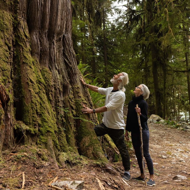 Two people in a forest looking up at a large tree in British Columbia, Canada