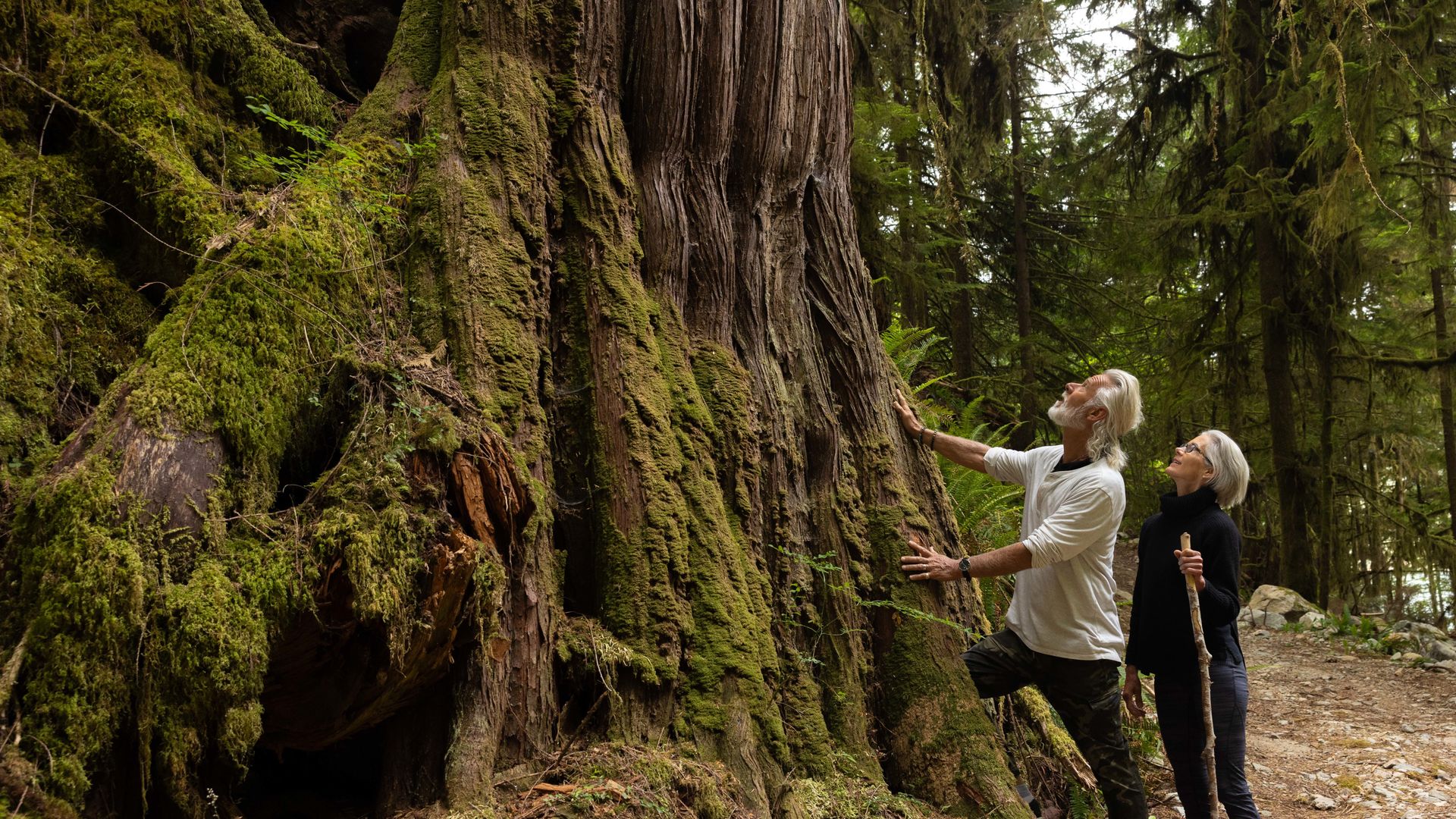 Two people in a forest looking up at a large tree in British Columbia, Canada