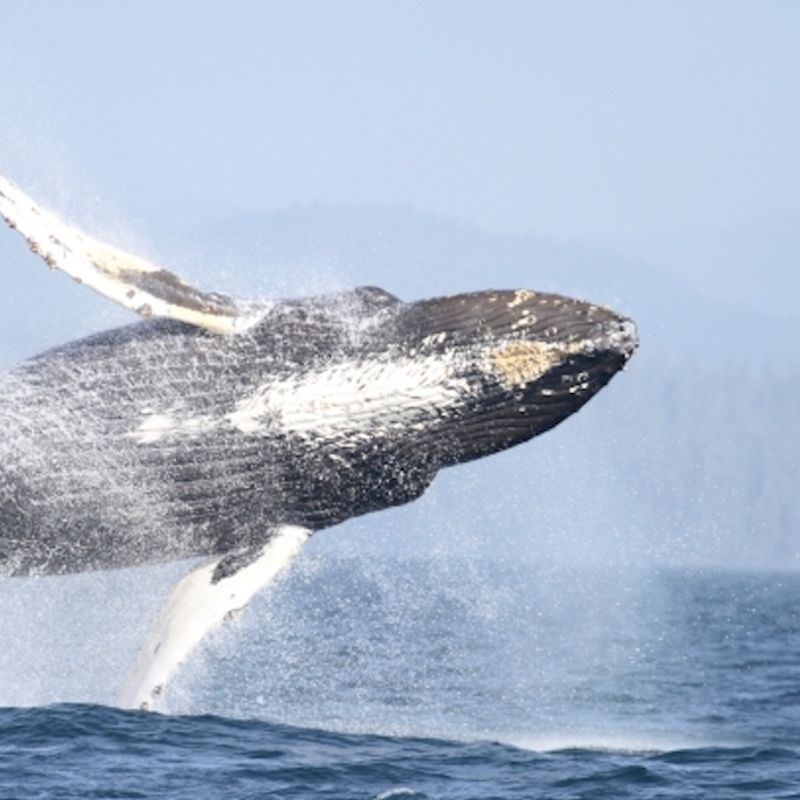 Kanada Vancouver Island Wal