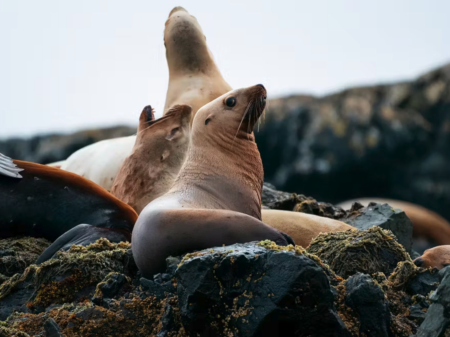 A group of Steller sea lions basking on moss-covered rocks, with one looking alertly into the distance, spotted during a wildlife tour with Ahous Adventures off Vancouver Island, British Columbia, Canada.