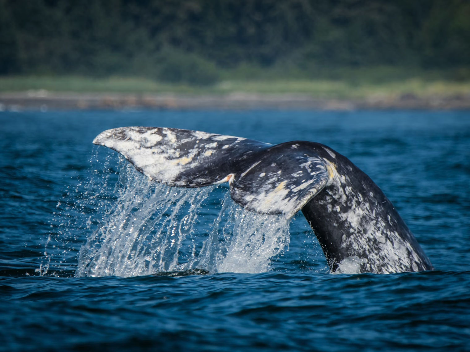 De staartvin van een grijze walvis die boven het water uitsteekt terwijl hij duikt, met water dat van zijn gevlekte zwart-witte huid afstroomt, tijdens een walvissafari met Ahous Adventures voor de kust van Vancouver Island, Brits-Columbia, Canada.