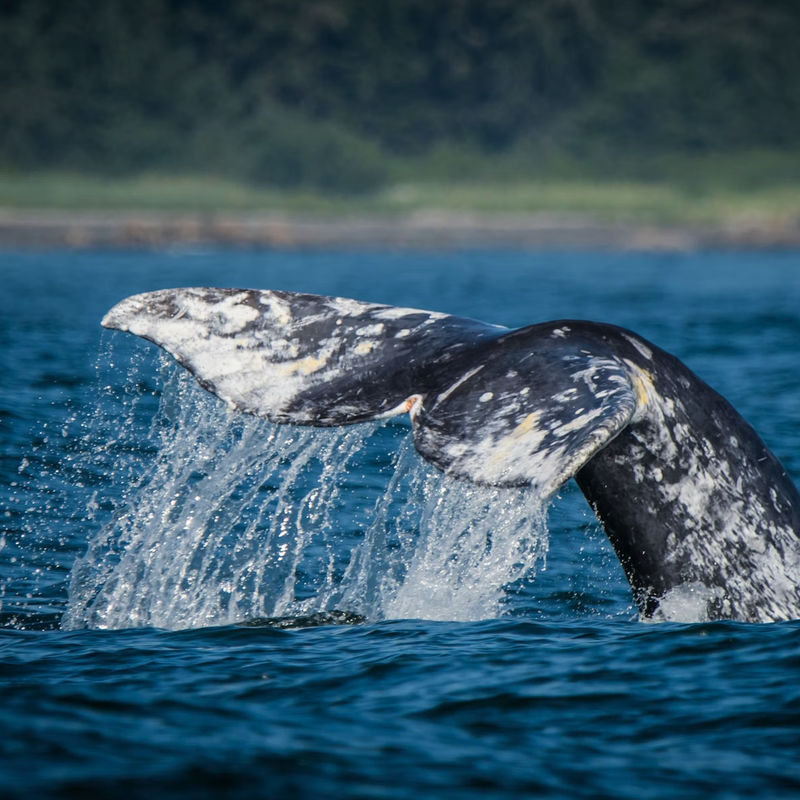The tail fluke of a grey whale rising above the water as it dives, with water cascading off its mottled black and white markings, during a whale watching tour with Ahous Adventures off Vancouver Island, British Columbia, Canada.
