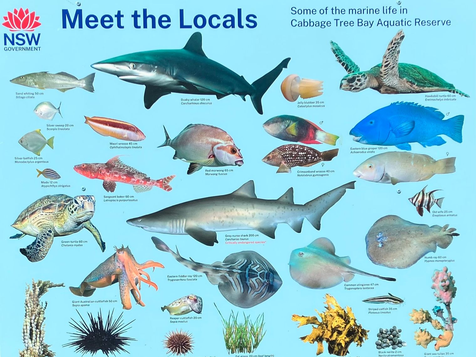Australien Sydney Cabbage Tree Bay Aquatic Reserve TravelEssence