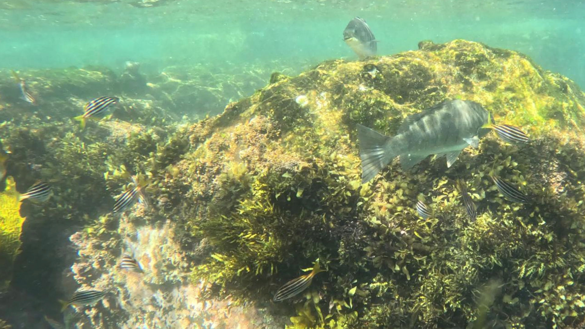 Unterwasseraufnahme von Fischen an einem Riff beim Schnorcheln bei Manly, Sydney