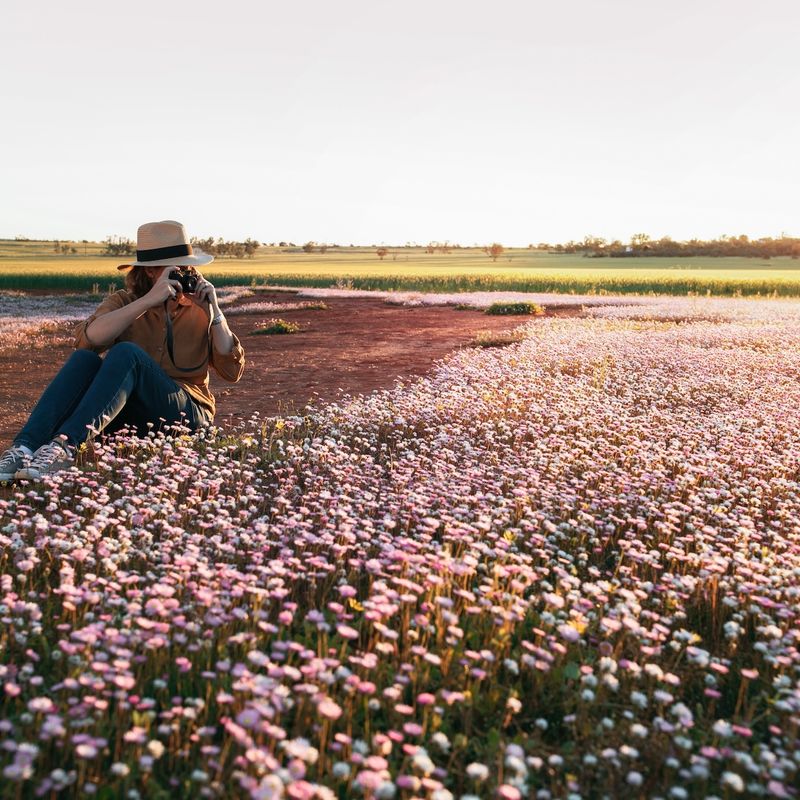 Een vrouw maakt een foto van de wilde bloemen van Morawa in Australië
