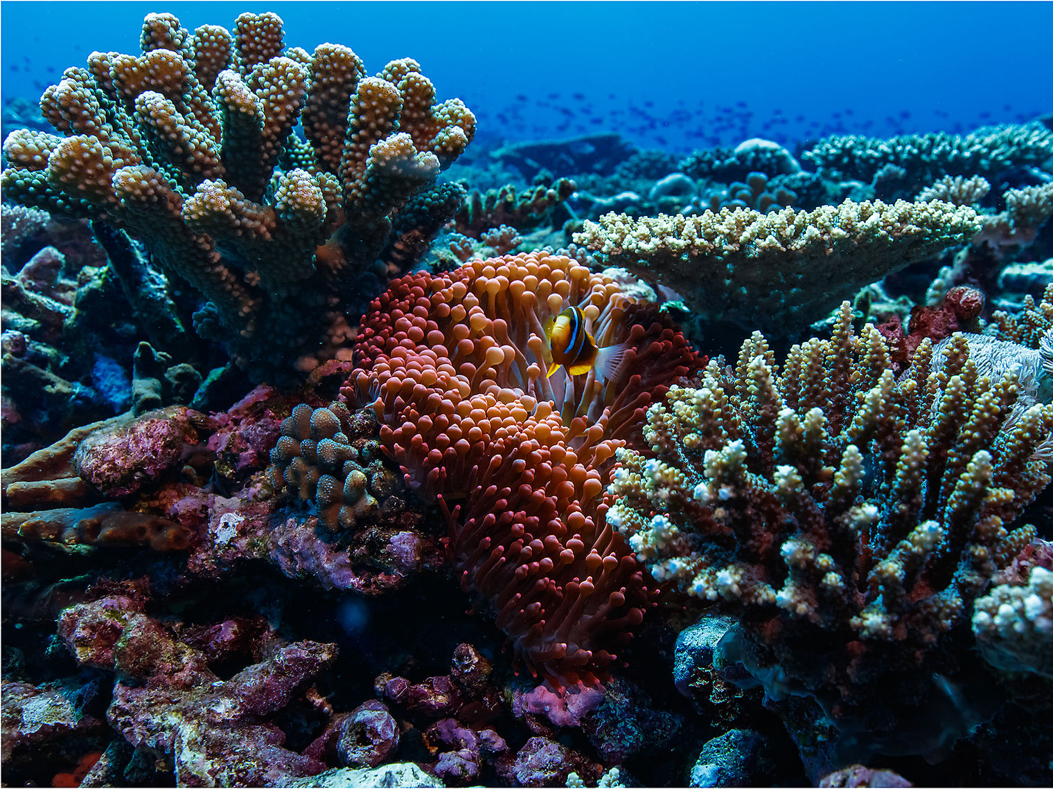 Colorful coral reef with clownfish, Great Barrier Reef, Queensland