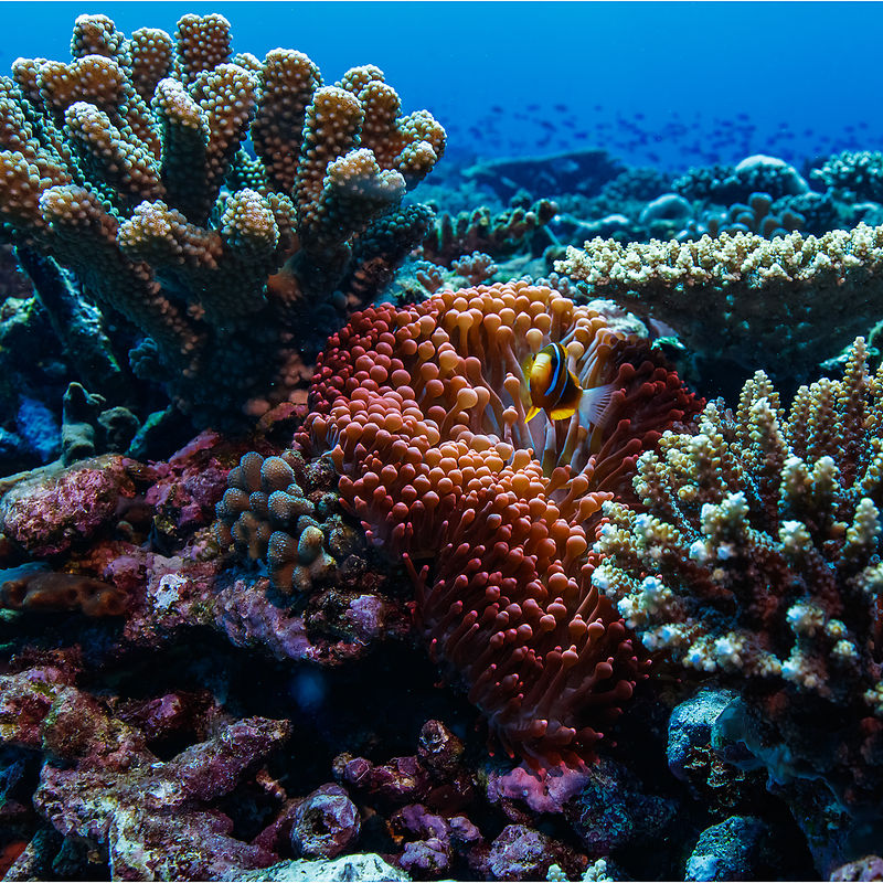 Buntes Korallenriff mit Clownfischen, Great Barrier Reef, Queensland