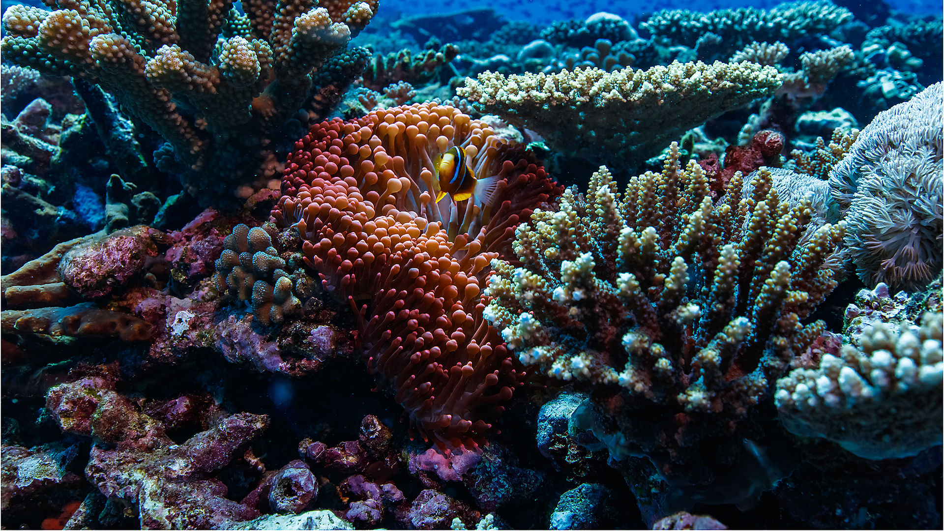 Buntes Korallenriff mit Clownfischen, Great Barrier Reef, Queensland