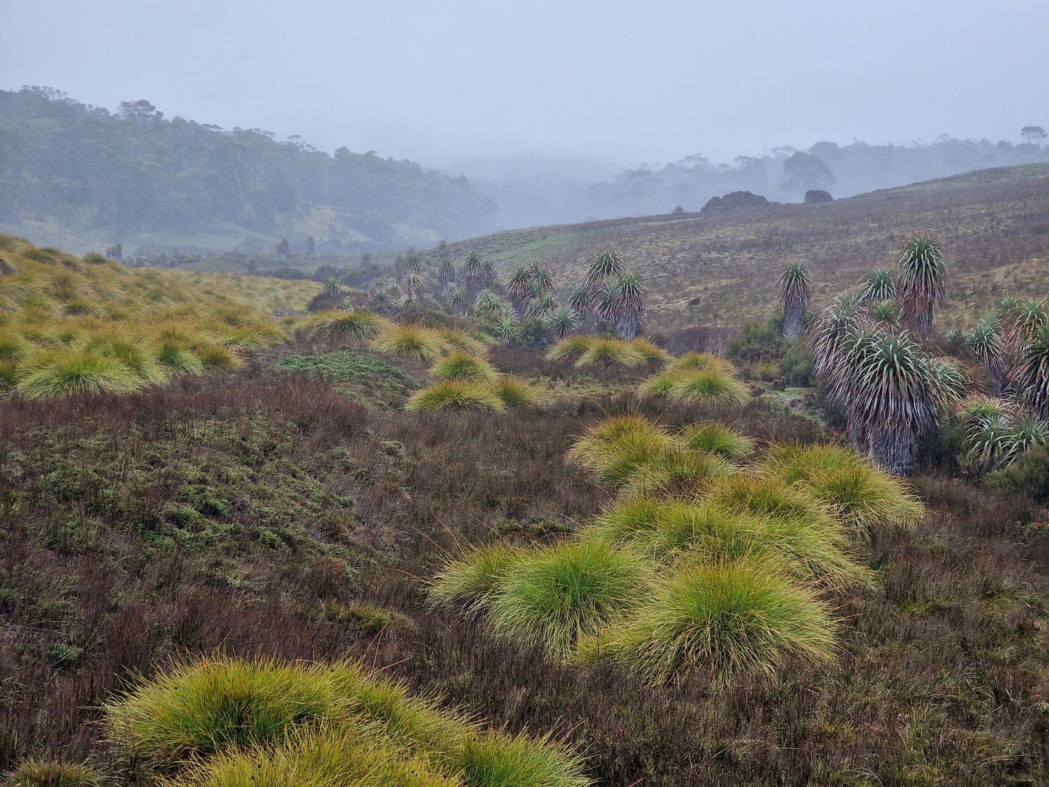 De graslanden van Cradle Mountain National Park in Tasmanië