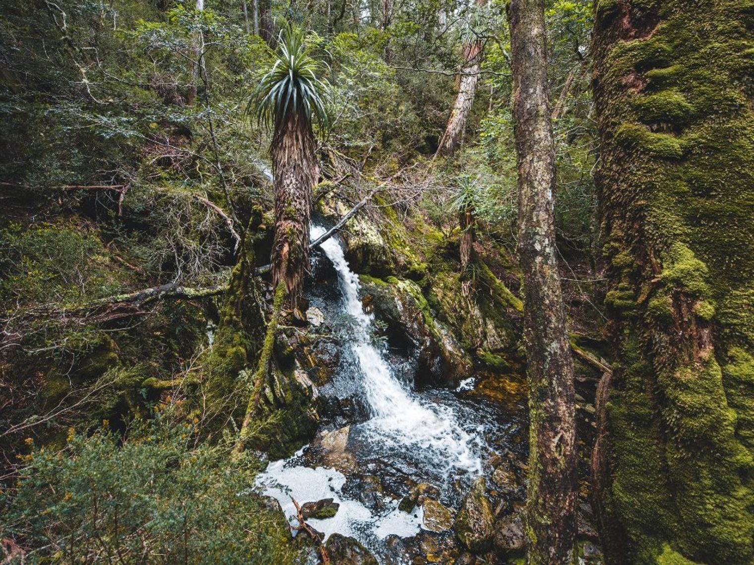 AUS TAS Cradle Mountain wilderness forest