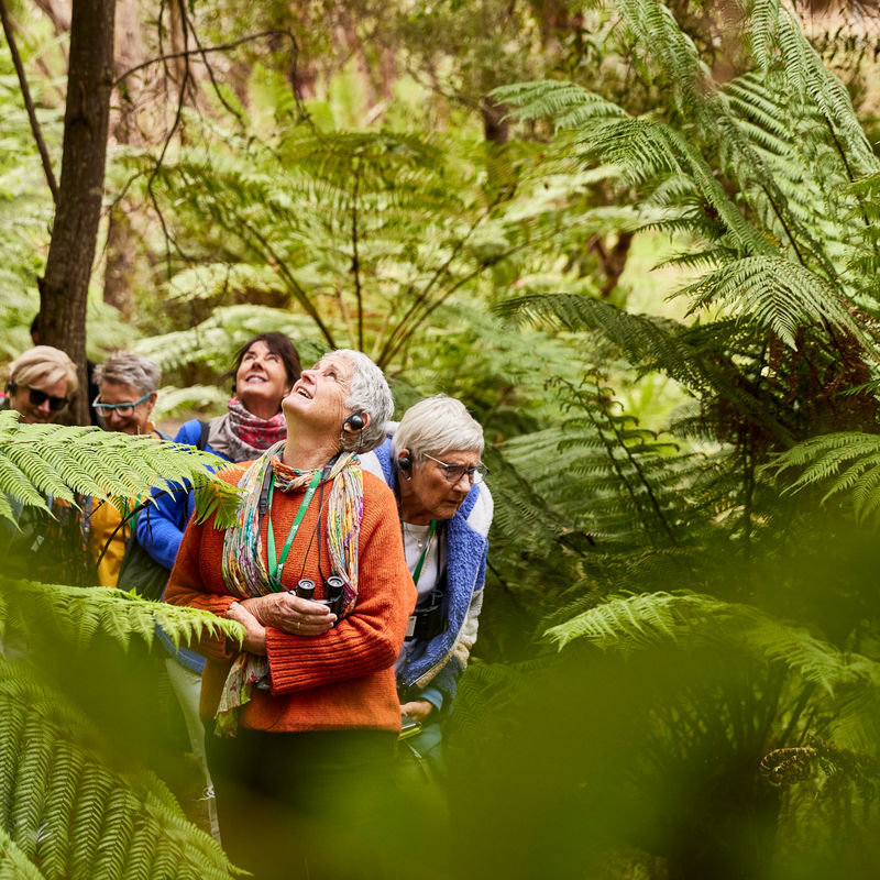 AUS-VIC-Great-Ocean-Road-ferns-guided-tour-sanctuary