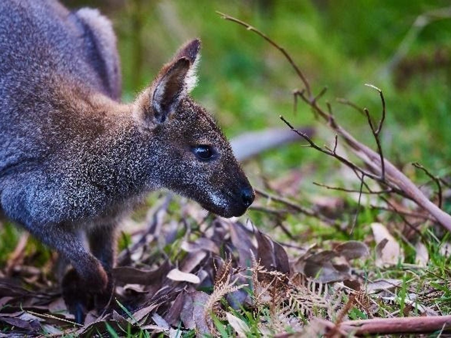 AUS-VIC-Great-Ocean-Road-sanctuary-kangaroo
