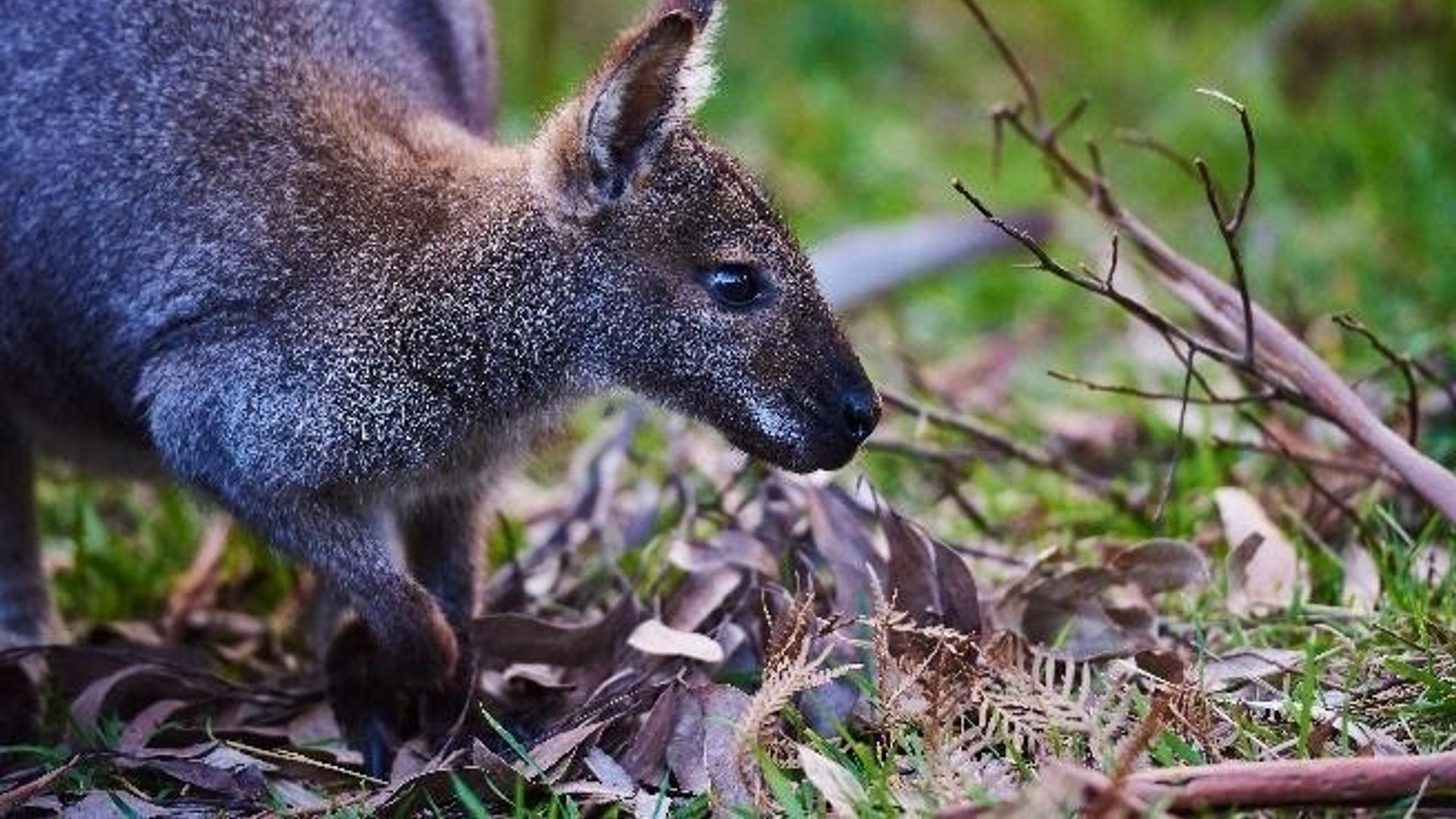 AUS-VIC-Great-Ocean-Road-sanctuary-kangaroo