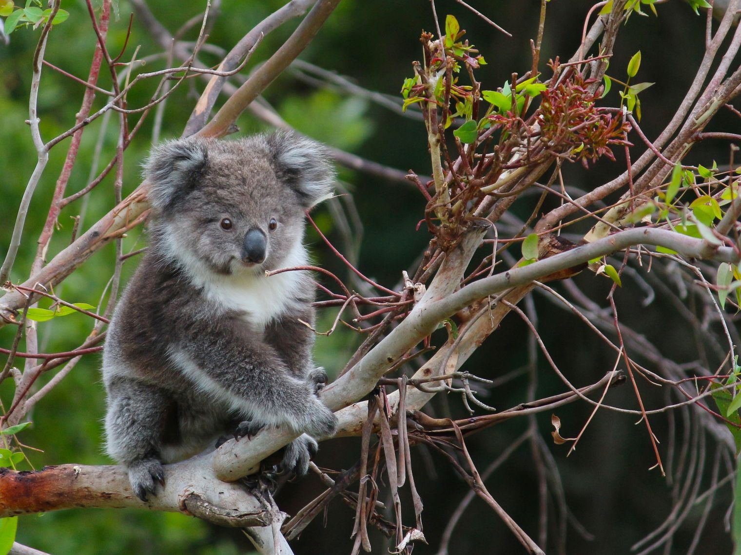 AUS-VIC-Great-Ocean-Road-sanctuary-koala.jpg