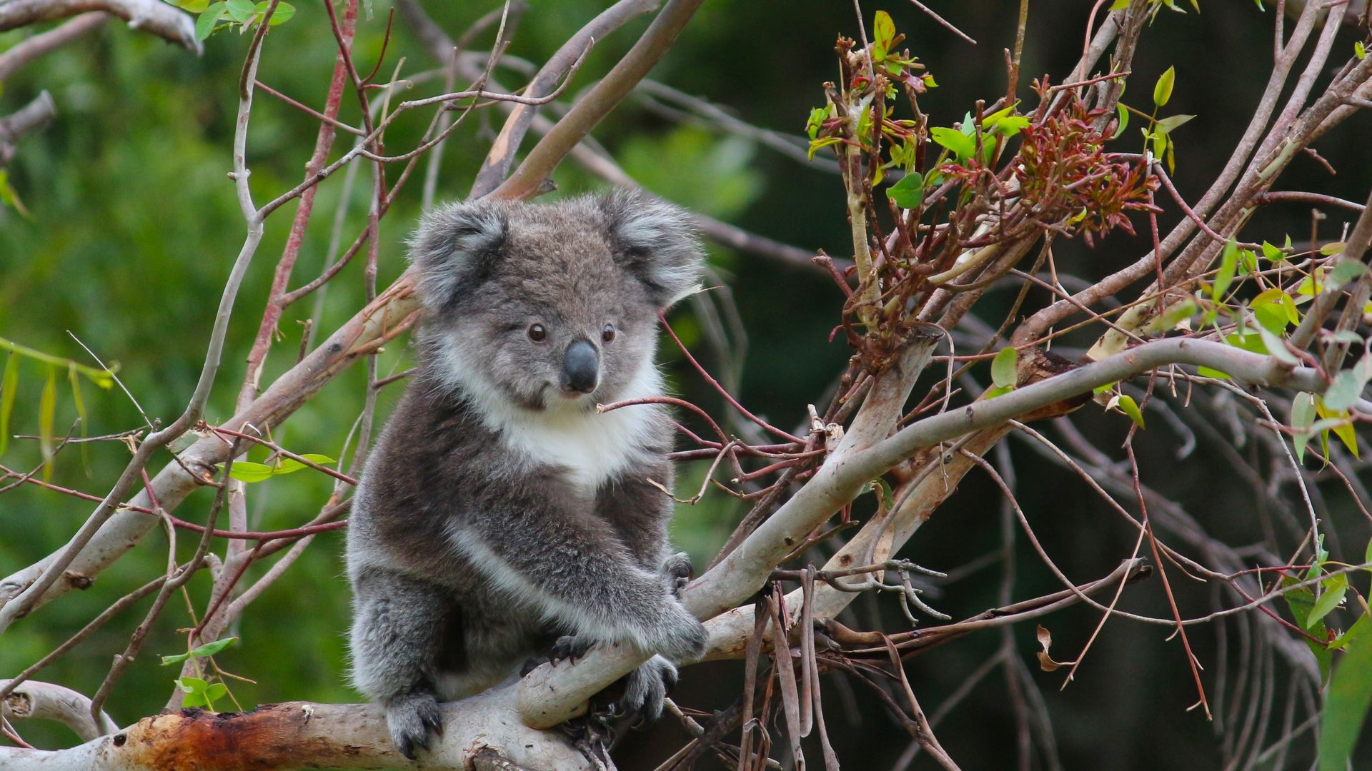 AUS-VIC-Great-Ocean-Road-sanctuary-koala.jpg