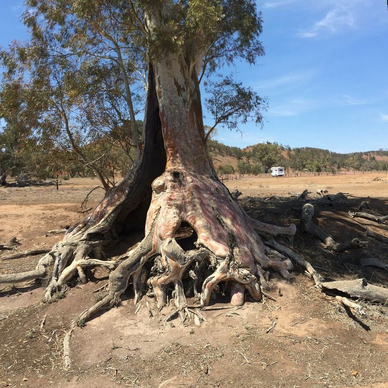 AUS_SA_Flinder Ranges_Cazneaux Tree