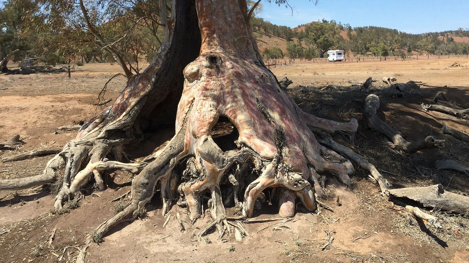 AUS_SA_Flinder Ranges_Cazneaux Tree