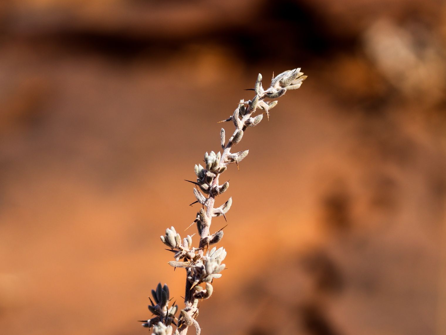 AUS_SA_Flinders Ranges_Thorns