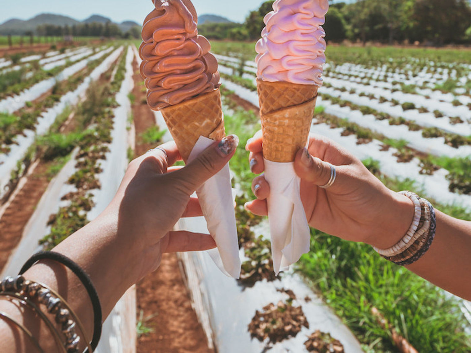 Australien Tropical North Queensland Atherton Strawberry Farm